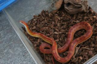 Kornnattern Pantherophis guttatus