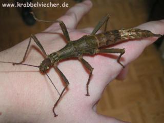 Riesendornschrecken Trachyaretaon brueckneri