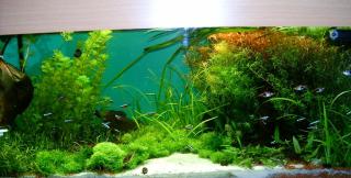 Günstige Aquarienpflanzen