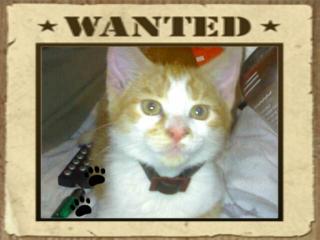 Tigger sucht ein neues Zuhause