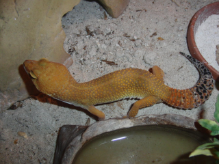 0, 1 Tangerine Tornado Leopardgecko