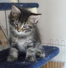 Drei Maine Coon Katerchen