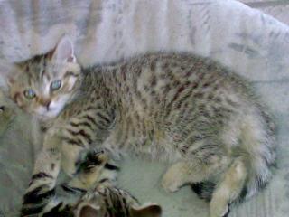 Britisch Kurzhaar Kätzchen Gold. Tabby Whiskas 13 Wo. Alt