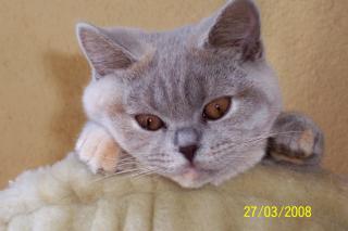 Suche Deckkater in creme mit Blutgruppe B