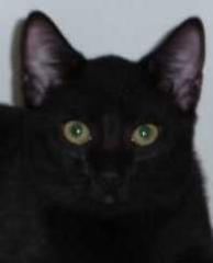 Liebes Katzenkind Zenon sucht verantwortungsvolles Zuhause