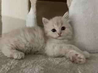BKH Kitten Babykatzen
