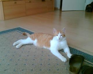 Kater zu verschenken