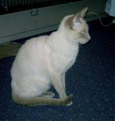Siam-Deckkater, cinnamon-point