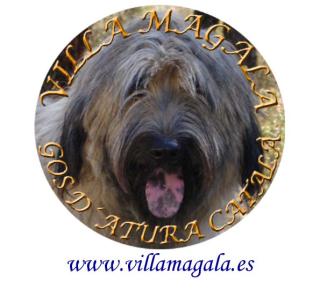 WELPEN KATALANISCHER SCHÄFERHUND GOS DATURA CATALA