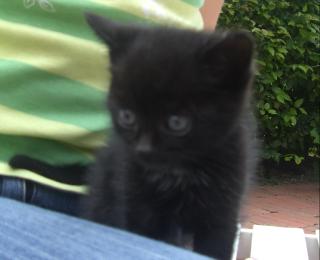 Süßer Kater zu VERSCHENKEN