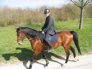 Biete Reitbeteiligung bei Böblingen