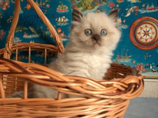 BKH Highlander Kitten in Point