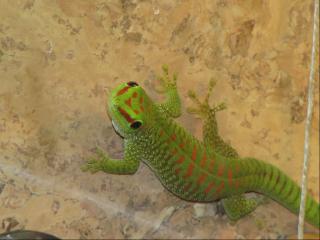Fünf große Madagaskar-Taggecko Jungtiere suchen neues Heim