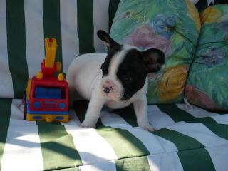 Fransösische Bulldoggen suchen ein neues zuhause.