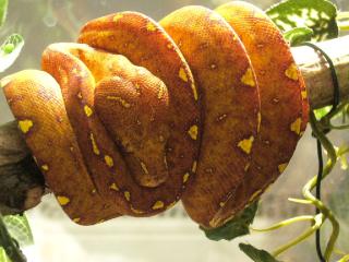 Gebe Morelia viridis Aru, Biak, Sorong ab