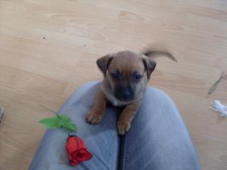 Mix Welpen Chihuahua-Prager Rattler