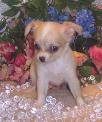 Schöne chihuahua Hündchen für sale 200euro