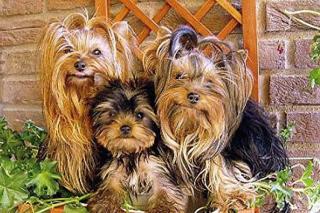 Yorkshire Terrier Welpen mit Ahnentafel