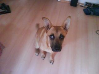 Schäferhund husky mix