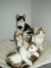 Maine Coon Kitten aus liebevoller Zucht
