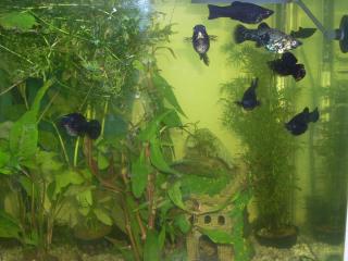 Junge Black Molly Fische