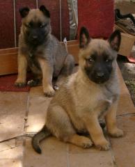 Malinois/grauer Deutscher Schäferhundwelpen