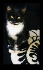 Süßer Lagerkater sucht neuen Arbeitsplatz