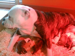 Amerikan bulldog