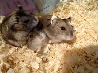 Kleine Dschungarische Zwerhamster s zu Verkaufen
