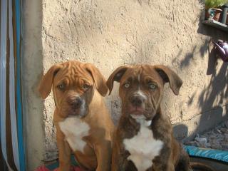 Bordeauxdoggen-/American Bulldog-Mischlingswelpen