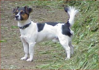10 Monate alter Jack Russell Rüde