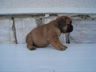 Franzoesiche bulldogwelpen
