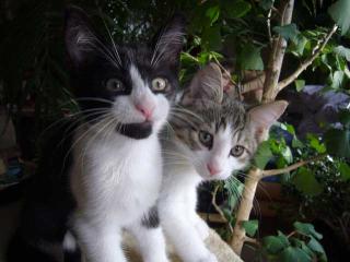 Wir KATZENBABYS suchen Freilauf.