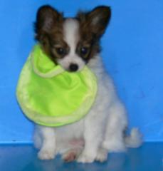 Wunderschöner Papillon Welpe
