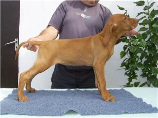 Magyar Vizsla Welpen zu verkaufen
