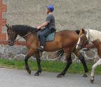 WARMBLUTWALLACH HANNOVERANER ABSTAMMUNG