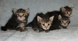 Sibirische Katzen aus der Ukraine
