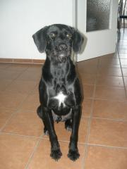 2, 5 jähriger Labrador Mix abzugeben