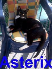 Kater 1 Jahr alt schwarz mit weissen Pfoten abzugeben