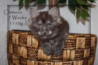 Maine Coon Kater, black Smoke sehr typvoll Ab Ende August abzugeben.