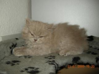Britisch Kurzhaar BKH Lilac Dame rassig Highlander