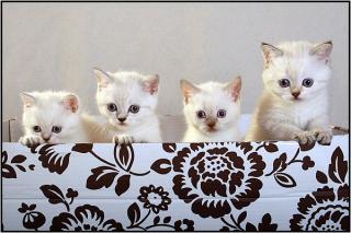 BKH Kitten Alarm.