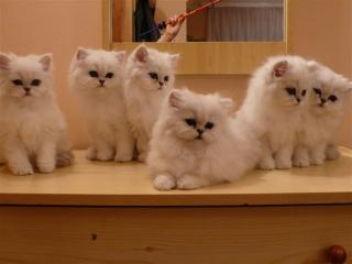 Süße Perser- Katerchen mit Näschen in silver-shaded abzugeben