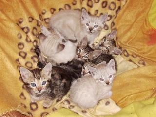 Bengal Kitten günstig zu vergeben
