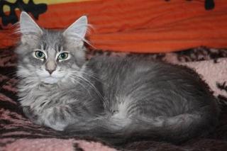 Bezaubernde Maine Coon Nayeli