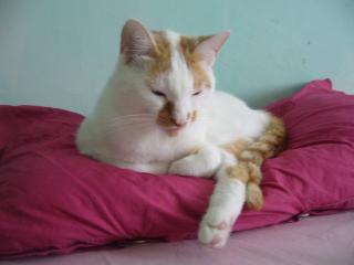 2 Kater suchen neues Liebevolles zuhause