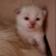 Ich suche ein neues zu Hause Birma Kitten mit Papieren