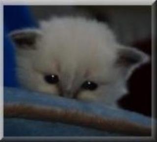 Heilige Birma Kitten suchen den Himmel auf Erden
