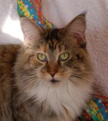 Schmusige Maine Coon Kastratin abzugeben