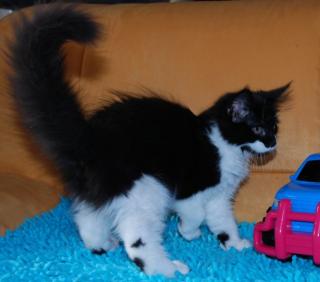Wunderschönes Maine Coon Mädchen aus exklusiver Hobbyzucht abzugeben